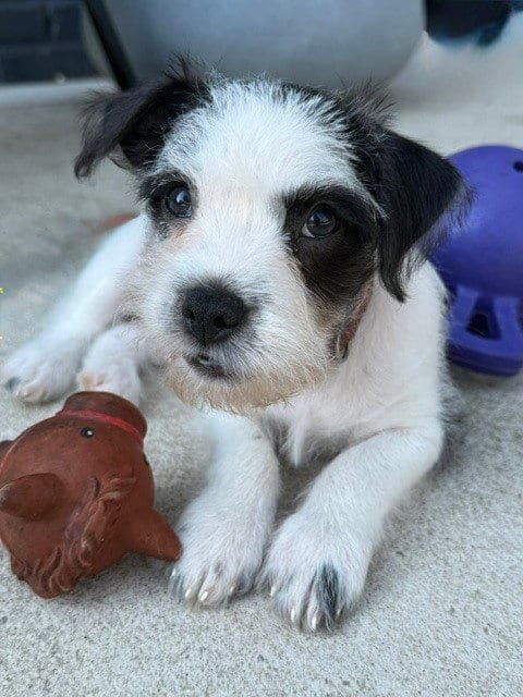 Photo of Style, adoptable Terrier in Raleigh, North Carolina