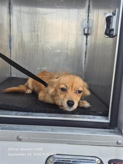 Photo of Brownie, adoptable Chihuahua in San Antonio, Texas