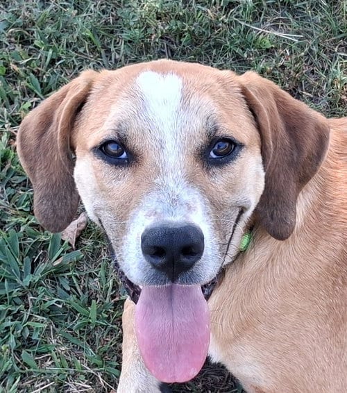 Photo of Gunner, adoptable Mountain Cur in Cookeville, Tennessee