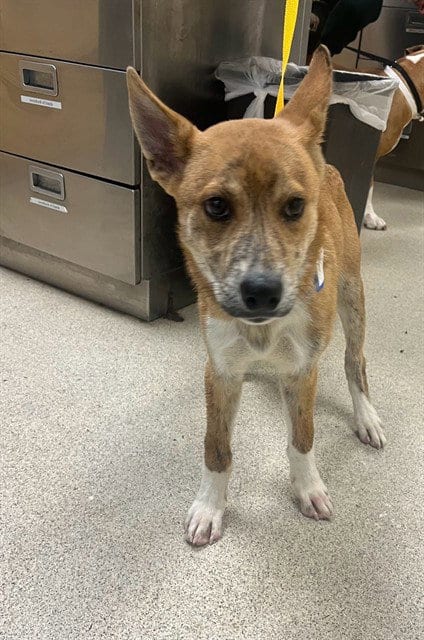 Photo of Leo, adoptable Shiba Inu in Riverside, California