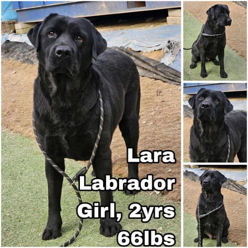Photo of Lara from Korea, adoptable Labrador Retriever in Federal Way, Washington