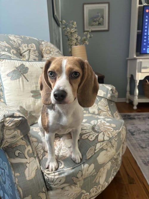 Photo of Daisy, adoptable Beagle in Springdale, Pennsylvania