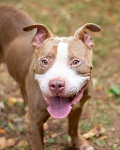 Photo of Crumley, adoptable dog in Chamblee, Georgia