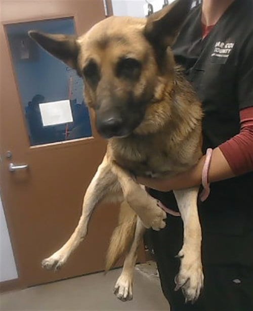 Photo of Bokketto, adoptable German Shepherd Dog in Phoenix, Arizona
