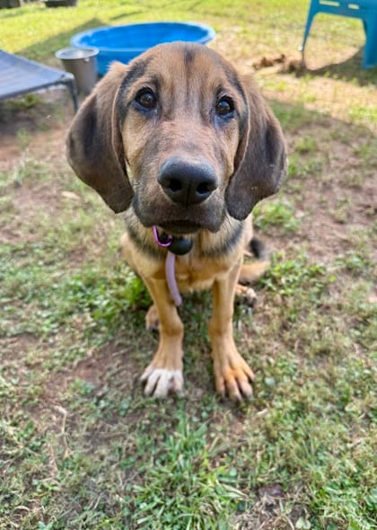 Photo of Network, adoptable dog in Chamblee, Georgia
