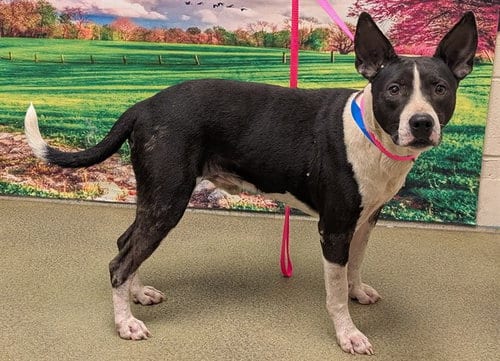 Photo of Cliff, adoptable Pit Bull Terrier in Moreno Valley, California
