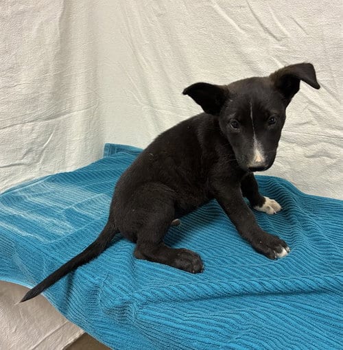 Photo of Pongo, adoptable German Shepherd Dog in Castaic, California
