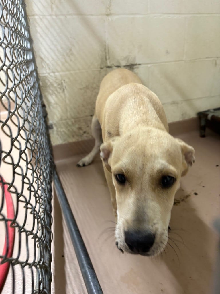 Photo of Mouse, adoptable Black Mouth Cur in Nacogdoches, Texas
