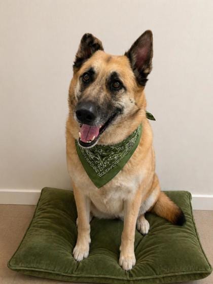 Photo of Rocky, adoptable German Shepherd/Mix