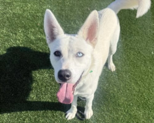 Photo of Ghost, adoptable Siberian Husky in Los Angeles, California