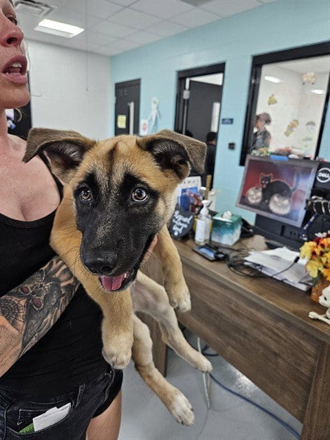 Photo of Luna, adoptable German Shepherd Dog in Temple, Texas