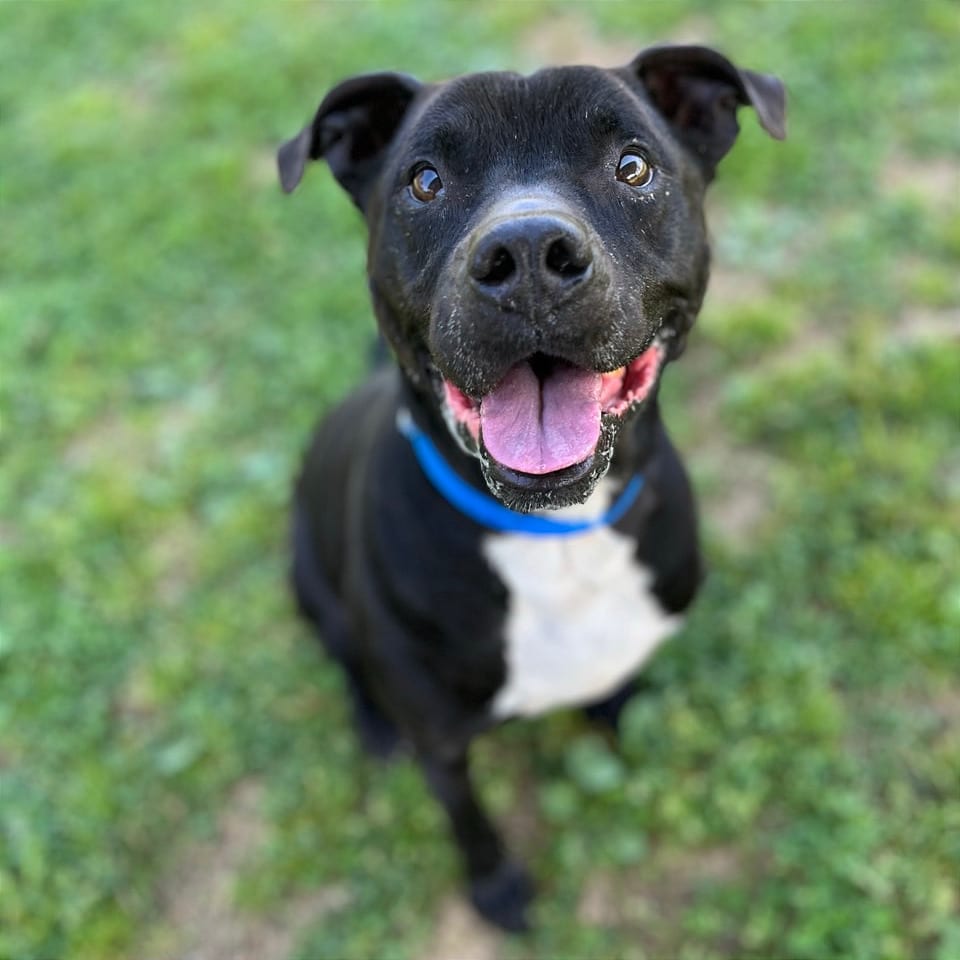 Photo of Shane, adoptable Mixed Breed (Medium) in Chattanooga, Tennessee