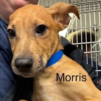Photo of Morris, adoptable Mixed Breed (Medium)