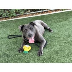 Photo of Mimi, adoptable American Staffordshire Terrier in Chatsworth, California