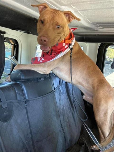 Photo of Colin, adoptable Pit Bull Terrier in Stockton, California