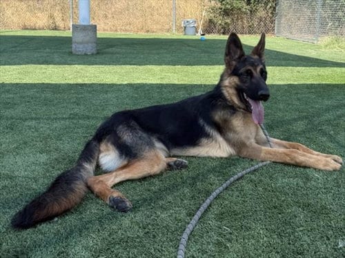 Photo of Matthew, adoptable German Shepherd Dog in Los Angeles, California