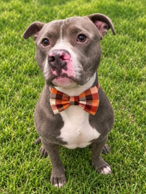 Photo of Beegee, adoptable Pit Bull Terrier in Clinton Township, Michigan
