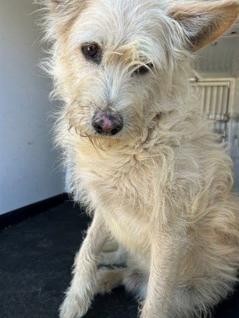 Photo of A172235, adoptable Terrier in Bakersfield, California