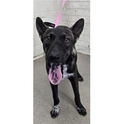 Photo of Jorge, adoptable German Shepherd Dog in San Bernardino, California