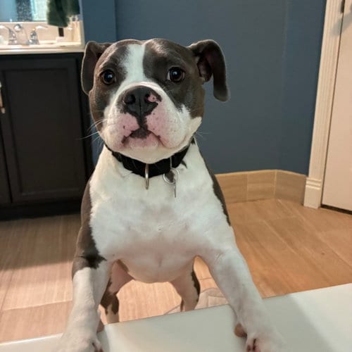 Photo of Leia III (New Digs), adoptable American Bulldog in Dallas, Texas