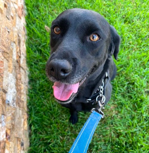Photo of Adele, adoptable Labrador Retriever in San Diego, California