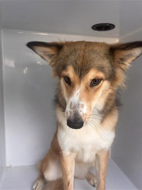 Photo of A663490, adoptable Collie in Houston, Texas