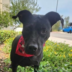 Photo of Yaya JuM, adoptable American Staffordshire Terrier Mixed Breed (Medium) in Nashville, Tennessee