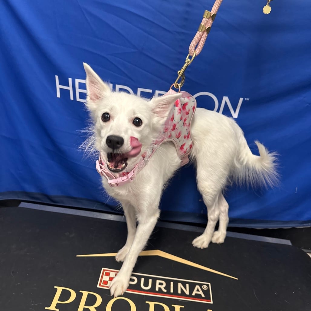 Photo of Snowflake, adoptable Eskimo, American in Henderson, Nevada