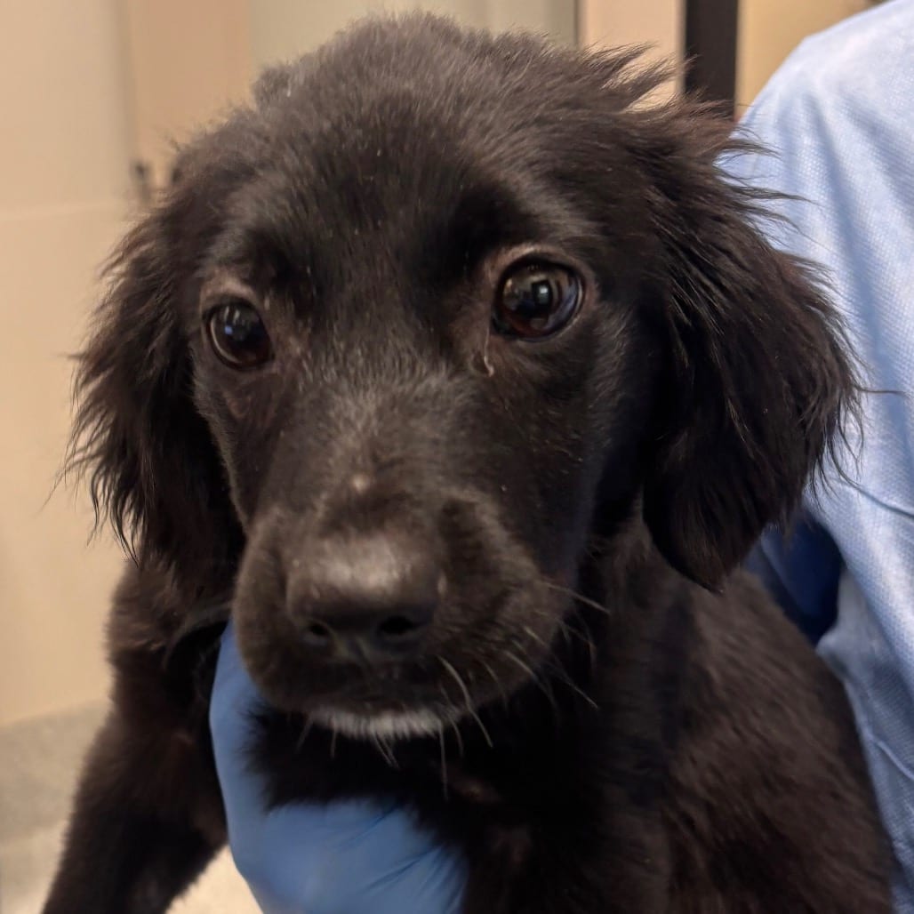 Photo of Delilah, adoptable Setter / Mix in Spartanburg, South Carolina
