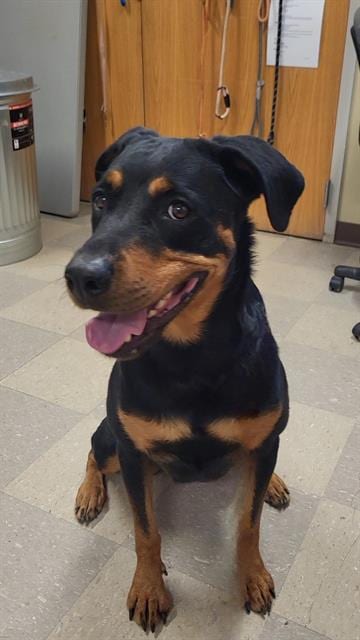 Photo of Daisy, adoptable Rottweiler in Albuquerque, New Mexico