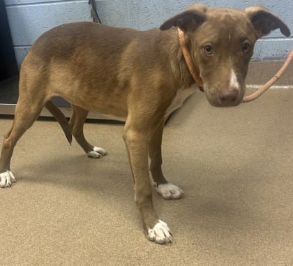 Photo of Vera, adoptable dog in Chamblee, Georgia