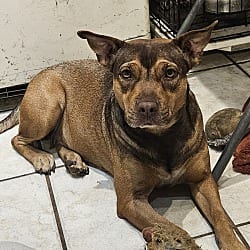 Photo of Sienna, adoptable Mixed Breed (Medium) in Riverview, Florida