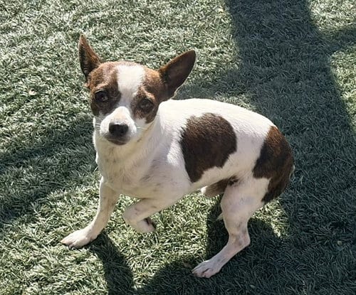 Photo of Jewels, adoptable Chihuahua in Salinas, California