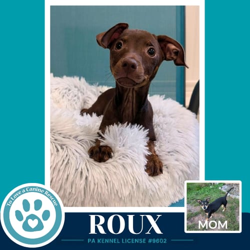 Photo of Roux (Scooters Skittles) 100326, adoptable Chihuahua in Kimberton, Pennsylvania