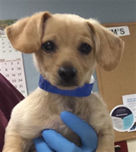Photo of Paco, adoptable Chihuahua in Riverside, California