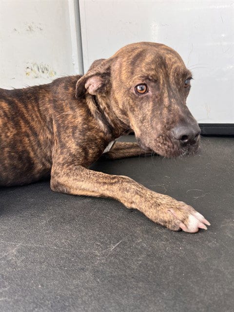 Photo of A171206, adoptable Pit Bull Terrier in Bakersfield, California