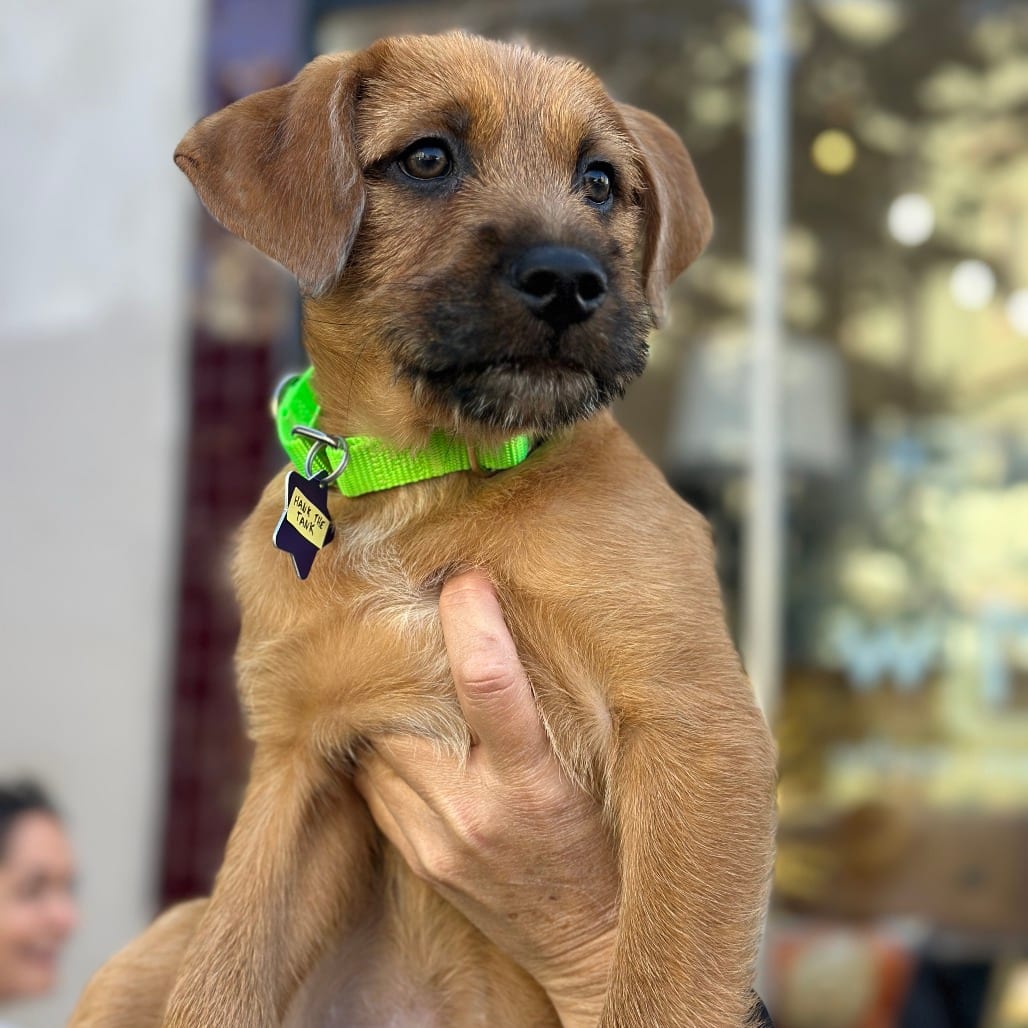 Photo of Hank the Tank, adoptable Mixed Breed (Medium) in San Francisco, California
