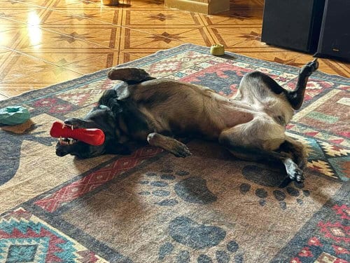 Photo of Callisto FKA Nili - Located In Texas, adoptable Belgian Shepherd Malinois in Imlay City, Michigan
