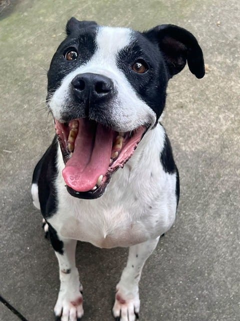 Photo of Esther, adoptable American Pit Bull Terrier in Chicago, Illinois