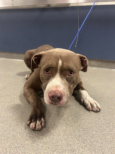 Photo of Dante, adoptable American Bulldog in Miami, Florida