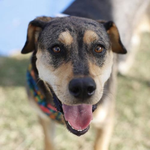 Photo of Sweet Potato, adoptable Catahoula Leopard Dog in San Antonio, Texas