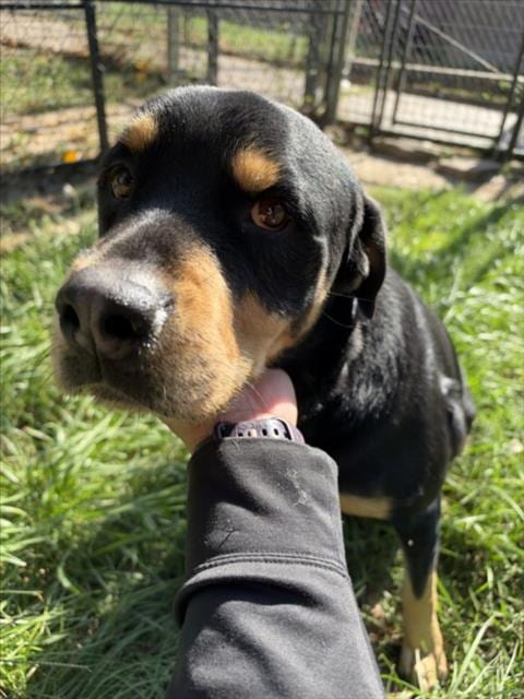 Photo of Freya, adoptable Rottweiler in Houston, Texas