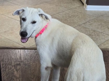 Photo of Bob, adoptable dog in Georgetown, Texas