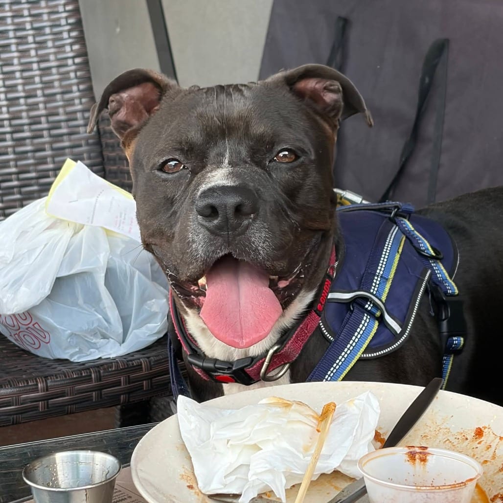Photo of Tank, adoptable Mixed Breed (Medium) in Hinesville, Georgia