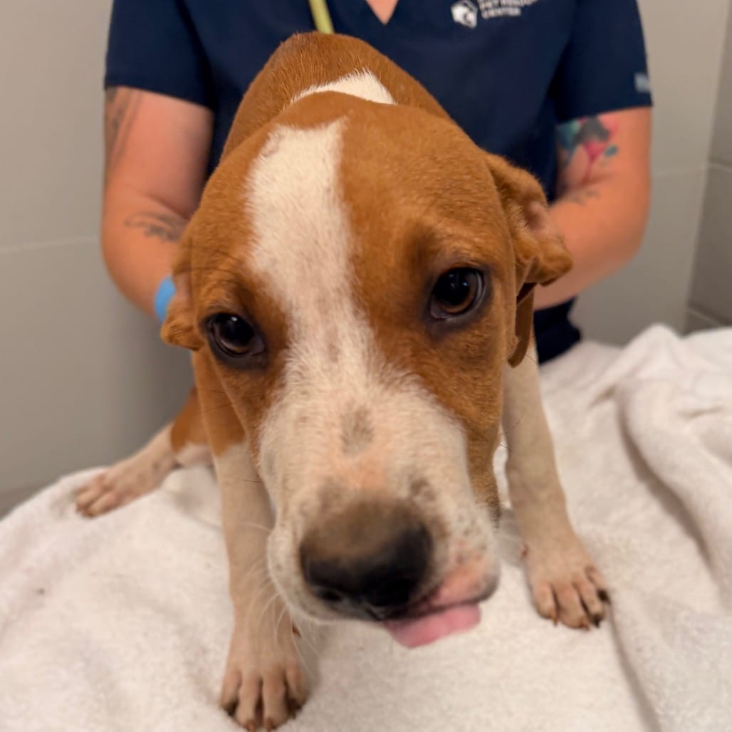 Photo of Simon, adoptable Terrier, Pit Bull in Spartanburg, South Carolina