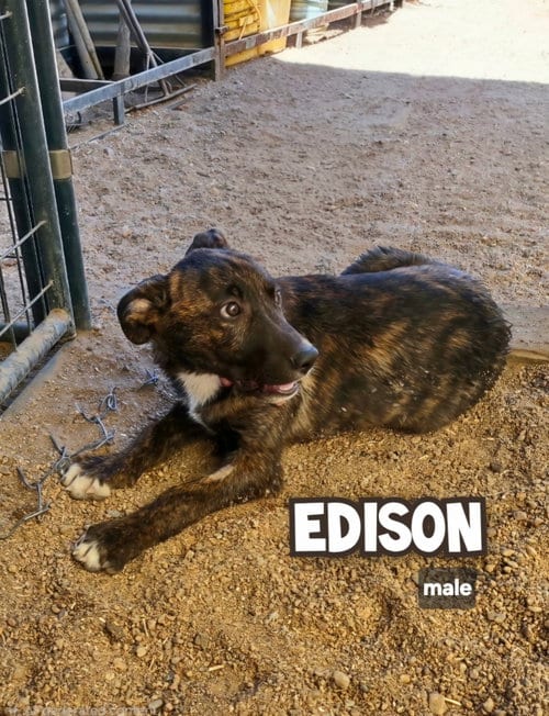 Photo of Edison, adoptable Catahoula Leopard Dog in Golden Valley, Arizona