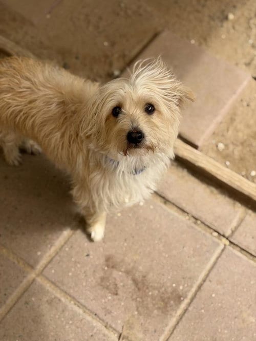 Photo of Apollo, adoptable Silky Terrier in Santa Maria, California