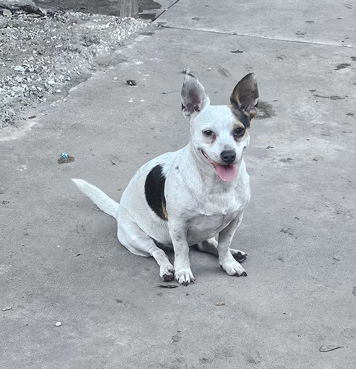 Photo of Scarlet, adoptable Chihuahua in Riverview, Florida