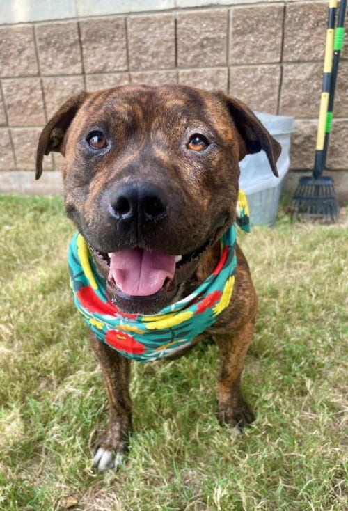Photo of Ribeye, adoptable Boxer in Tulsa, Oklahoma
