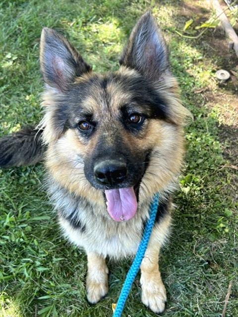 Photo of Olivia Rodrigo, adoptable German Shepherd Dog in Sacramento, California